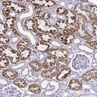 Anti-RNF183 Antibody