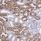 Anti-RNF183 Antibody