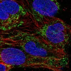 Immunofluorescent staining of human cell line CACO-2 shows localization to mitochondria.