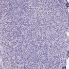 Anti-XCL1 Antibody