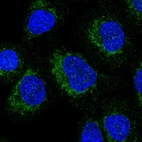 Immunofluorescent staining of human cell line A549 shows localization to mitochondria.