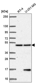 Anti-PCBP4 Antibody