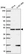 Anti-PCBP4 Antibody