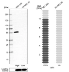 Western blot analysis in human cell line HEK 293 and human cell line SK-MEL-30.