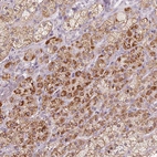 Immunohistochemical staining of human adrenal gland shows moderate to strong positivity in mitochondria in glandular cells.