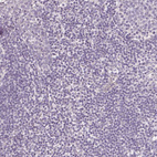 Immunohistochemical staining of human lymph node shows no positivity in non-germinal center cells as expected.
