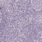 Immunohistochemical staining of human lymph node shows no positivity in non-germinal center cells as expected.