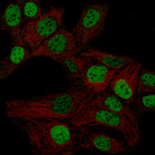 Immunofluorescence staining of CACO-2 cells using the Anti-WT1 monoclonal antibody, showing specific staining in nucleoplasm in green. Microtubule probes are visualized in red (where available).