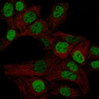 Immunofluorescence staining of CACO-2 cells using the Anti-WT1 monoclonal antibody, showing specific staining in nucleoplasm in green. Microtubule probes are visualized in red (where available).
