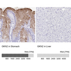 Anti-GKN2 Antibody