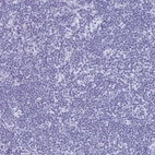 Immunohistochemical staining of human lymph node shows no positivity in non-germinal center cells as expected.
