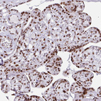 Immunohistochemical staining of human placenta shows strong nuclear positivity in trophoblastic cells.
