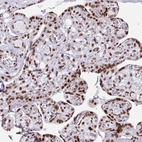 Immunohistochemical staining of human placenta shows strong nuclear positivity in trophoblastic cells.