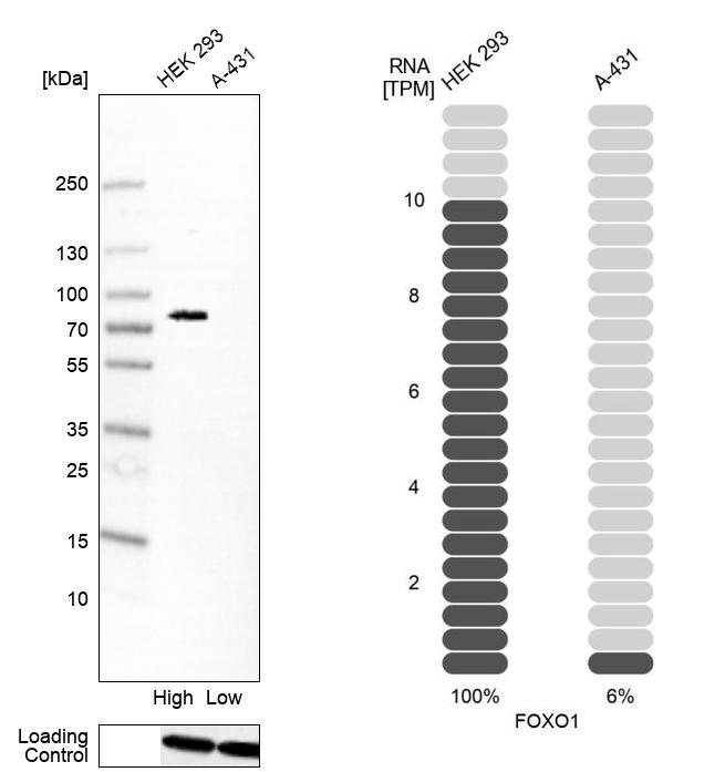 Anti-FOXO1 Antibody