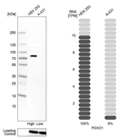 Anti-FOXO1 Antibody