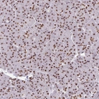 Immunohistochemical staining of human pancreas shows strong nuclear positivity in exocrine glandular cells.