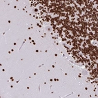 Immunohistochemical staining of human cerebellum shows strong nuclear positivity in cells in granular layer and cells in molecular layer.