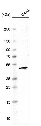 Western blot analysis in human cell line Daudi.
