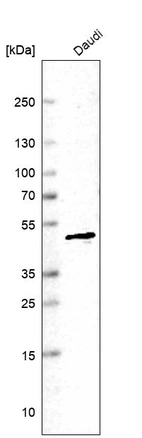 Western blot analysis in human cell line Daudi.