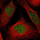 Immunofluorescent staining of human cell line U-2 OS shows localization to nucleoplasm.