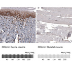 Anti-CD44 Antibody