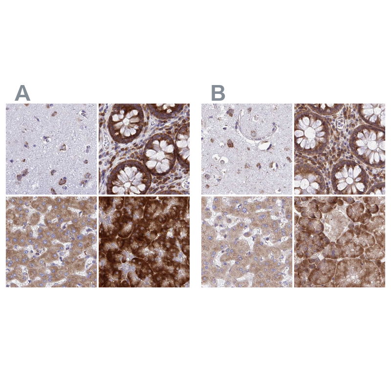 Anti-RPS15 Antibody