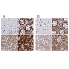 Anti-RPS15 Antibody