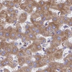 Immunohistochemical staining of human liver using Anti-RPS15 antibody HPA057793.