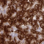 Immunohistochemical staining of human pancreas using Anti-RPS15 antibody HPA057793.