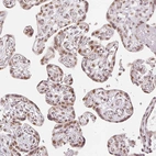 Immunohistochemical staining of human placenta shows moderate nuclear positivity in trophoblastic cells.