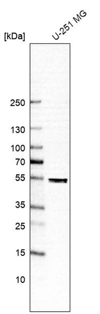 Western blot analysis in human cell line U-251 MG.