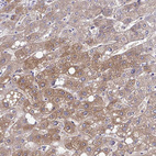 Anti-RASL11B Antibody