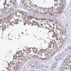 Immunohistochemical staining of human testis shows weak cytoplasmic positivity in subset of cells in seminiferous ducts.