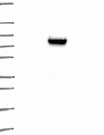 Anti-KCTD1 Antibody