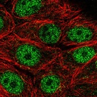 Anti-MORN2 Antibody