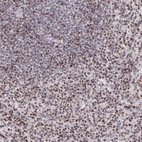 Anti-RAPGEF5 Antibody