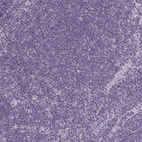 Immunohistochemical staining of human lymph node shows no positivity in non-germinal center cells as expected.
