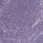 Immunohistochemical staining of human lymph node shows no positivity in non-germinal center cells as expected.