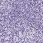 Immunohistochemical staining of human lymph node shows no positivity in non-germinal center cells as expected.