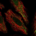 Immunofluorescent staining of human cell line HeLa shows localization to nucleoplasm & mitochondria.