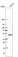 Anti-SLC29A3 Antibody