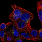 Immunofluorescent staining of human cell line Hep G2 shows localization to the Golgi apparatus & vesicles.