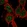 Anti-CCNL1 Antibody