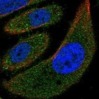 Anti-MYH15 Antibody