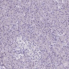 Immunohistochemical staining of human pancreas shows low expression as expected.