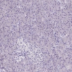 Immunohistochemical staining of human pancreas shows low expression as expected.