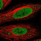 Anti-SEC13 Antibody