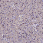 Immunohistochemical staining of human pancreas shows very weak cytoplasmic positivity in exocrine glandular cells.