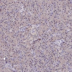 Immunohistochemical staining of human pancreas shows very weak cytoplasmic positivity in exocrine glandular cells.