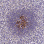 Anti-IL37 Antibody